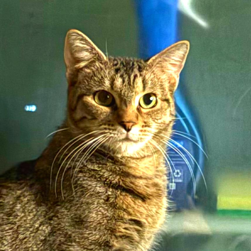 Enlarge Amanda, a Adoptable Domestic Short Hair in New York, NY image 4/6