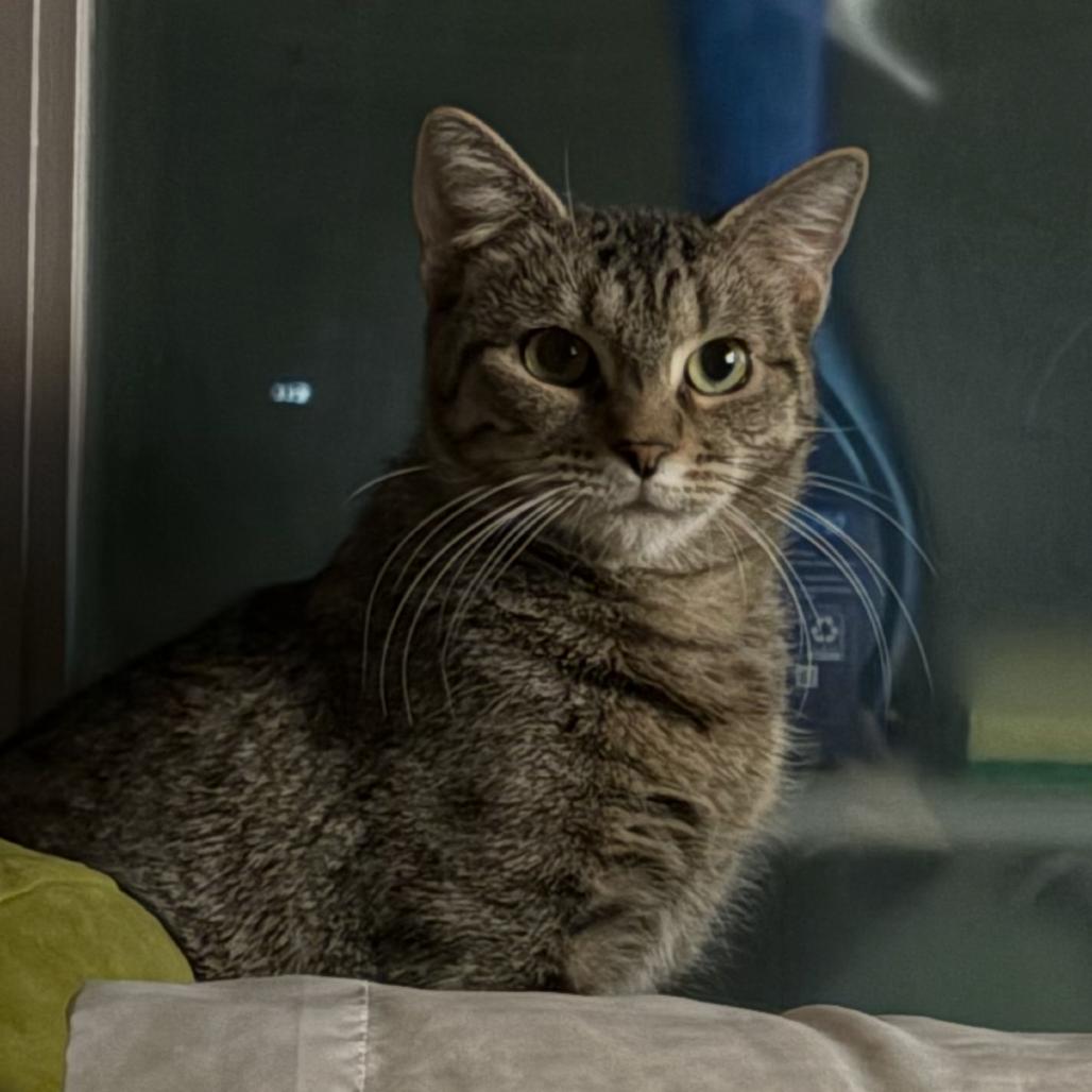Enlarge Amanda, a Adoptable Domestic Short Hair in New York, NY image 5/6