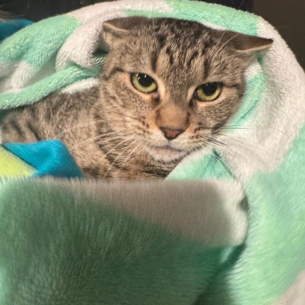 Enlarge Amanda, a Adoptable Domestic Short Hair in New York, NY image 5/6