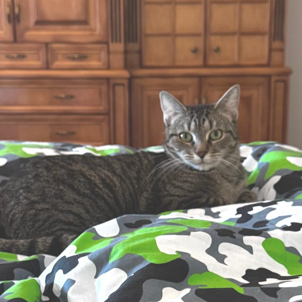 Enlarge Amanda, a Adoptable Domestic Short Hair in New York, NY image 6/6