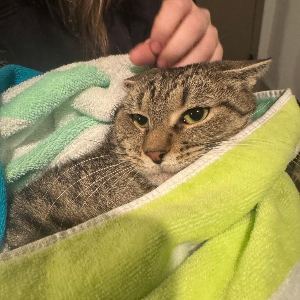 Enlarge Amanda, a Adoptable Domestic Short Hair in New York, NY image 6/6