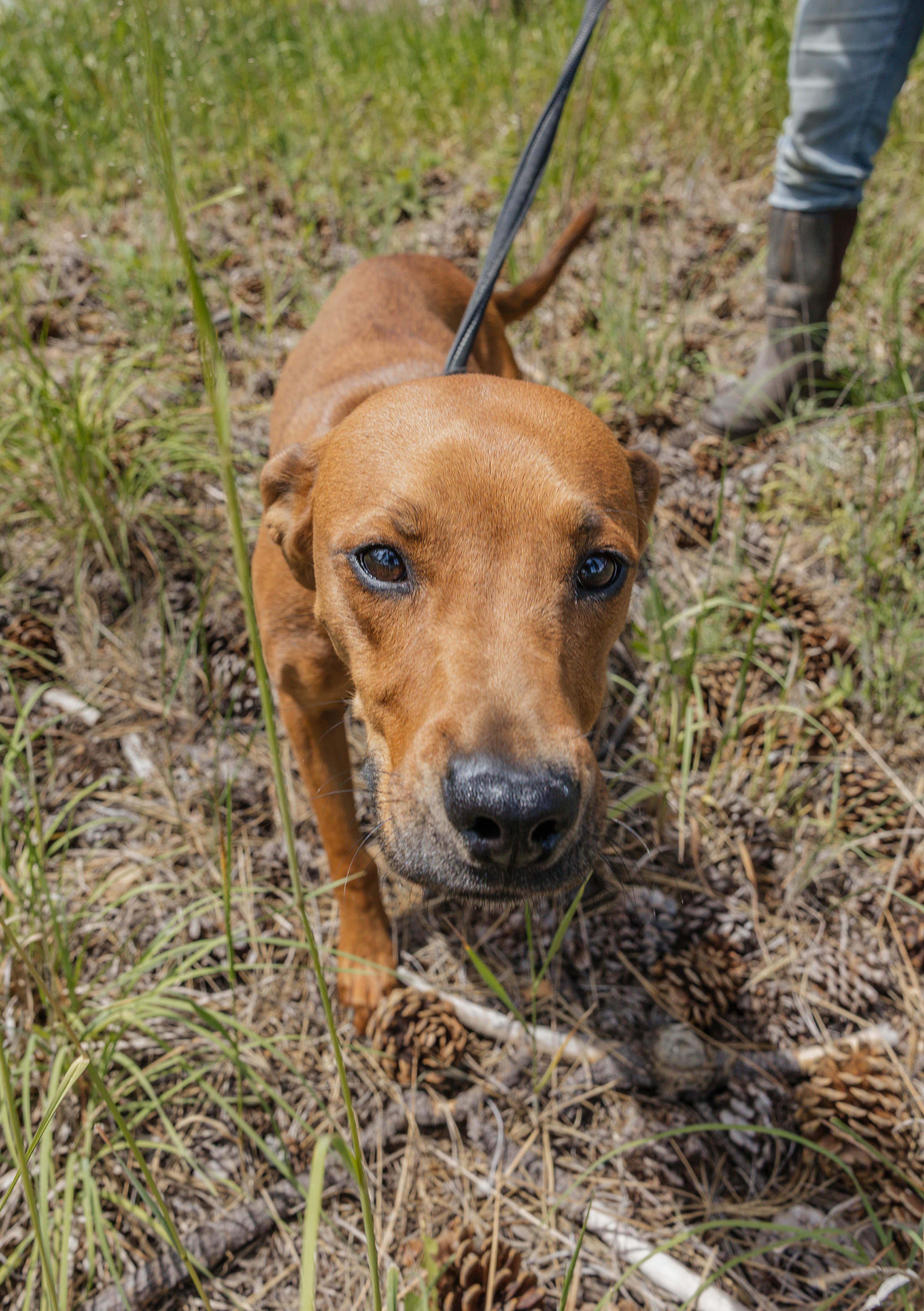 Annie, an adoptable Vizsla in Libby, MT, 59923 | Photo Image 2