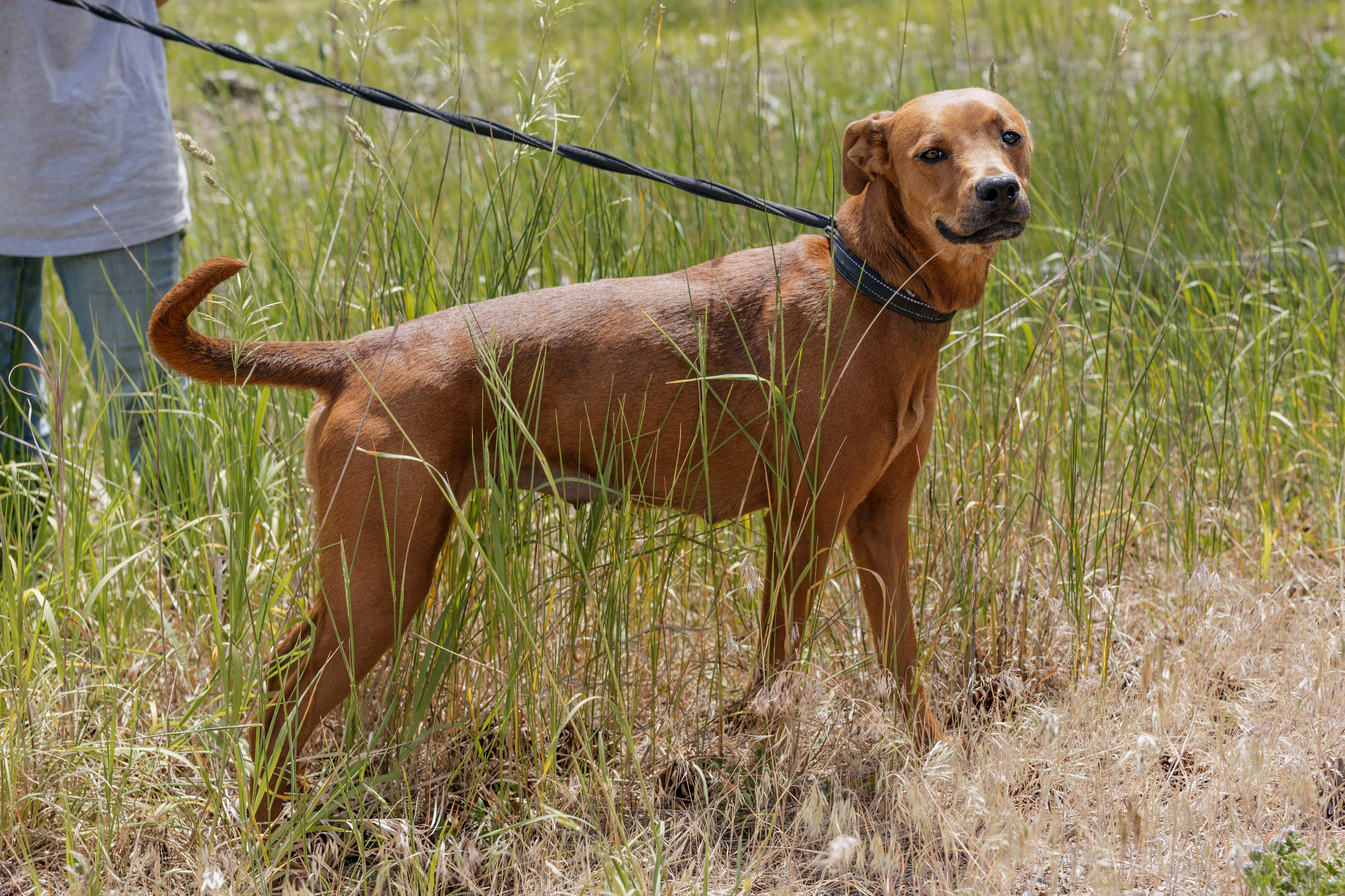 Annie, an adoptable Vizsla in Libby, MT, 59923 | Photo Image 3