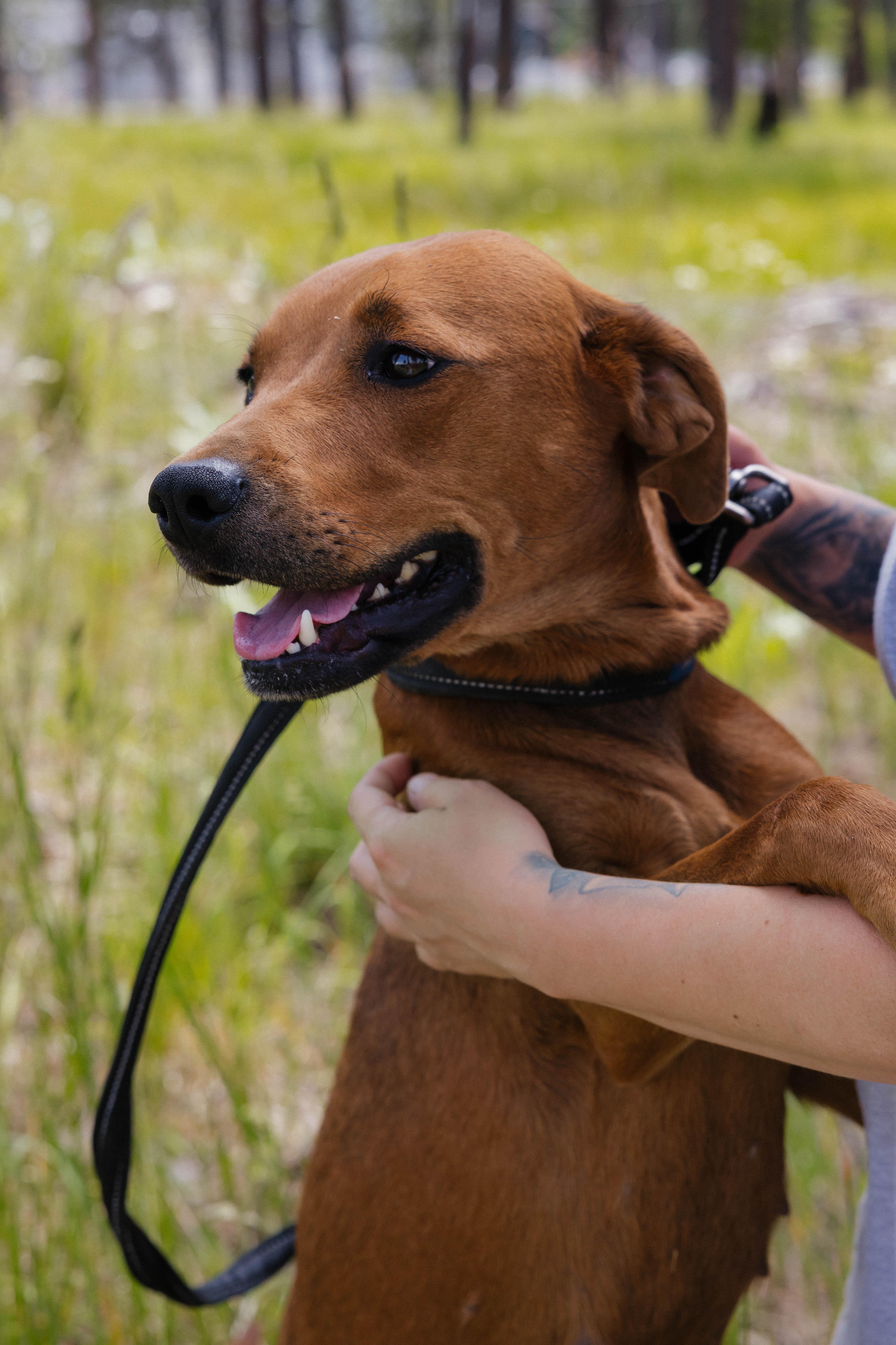 Annie, an adoptable Vizsla in Libby, MT, 59923 | Photo Image 5