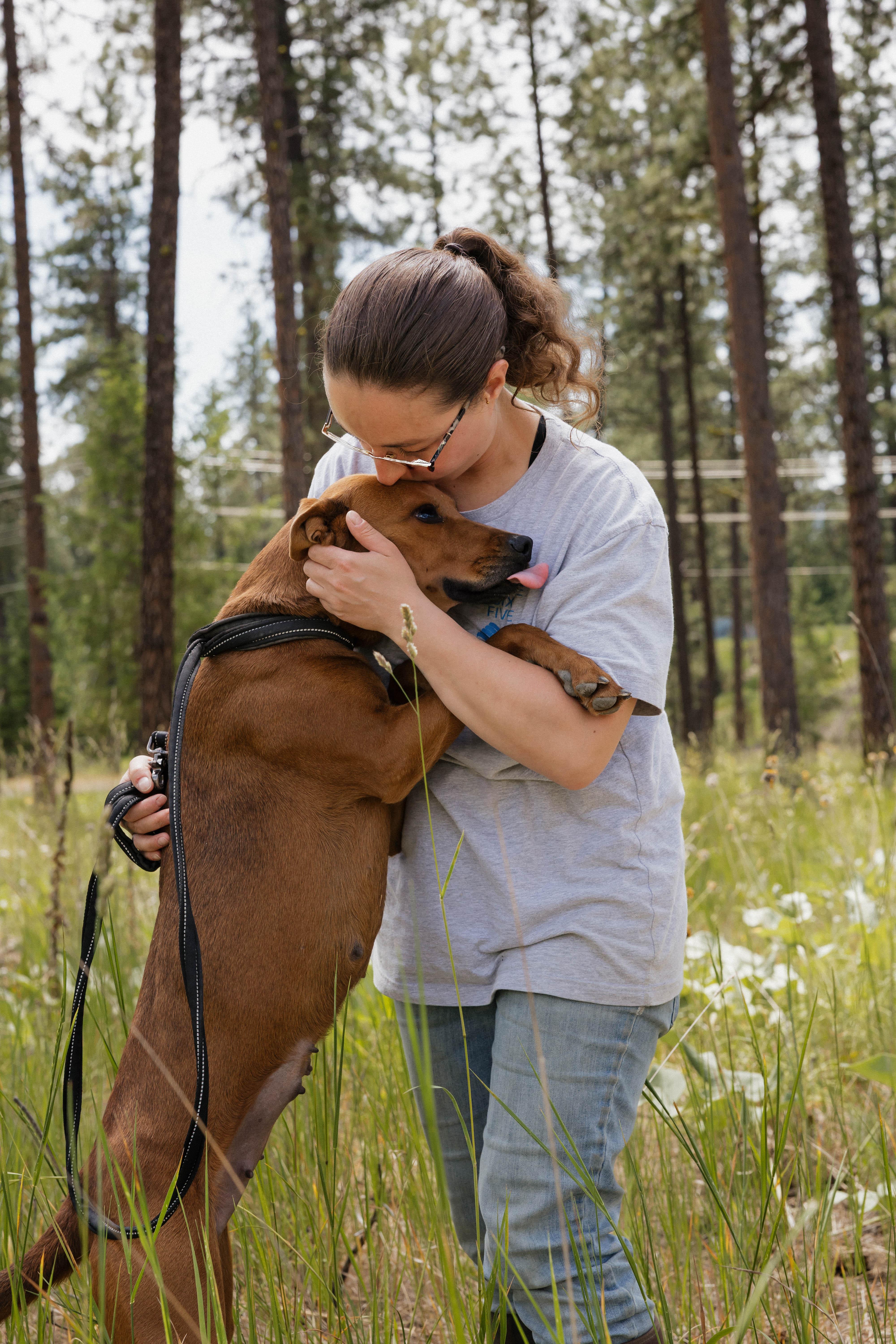 Annie, an adoptable Vizsla in Libby, MT, 59923 | Photo Image 4