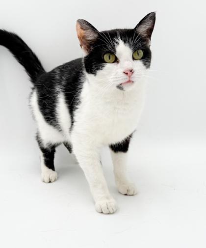 Maria, Adoptable, Adult Female Domestic Short Hair & Domestic Short Hair.