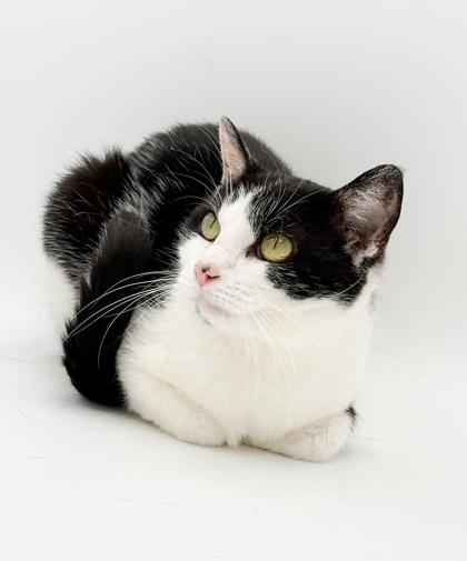 Maria, a Adoptable mixed breed in Bowling Green, KY image 2/3