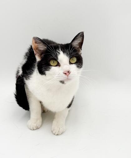 Maria, a Adoptable mixed breed in Bowling Green, KY image 3/3