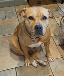 Sunny, Adorable  Comfortable Doggie! Fostering in Norwalk!