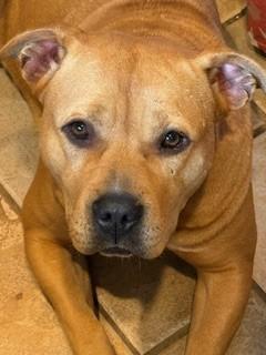 Sunny, Adorable  Comfortable Doggie! Fostering in Norwalk!