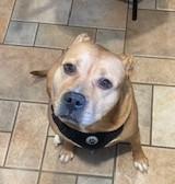 Sunny, Adorable Mae West Kinda Girl Chubby and Loving Comfortable Doggie!