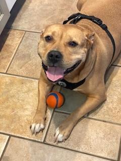 Sunny, Adorable  Comfortable Doggie! Fostering in Norwalk!