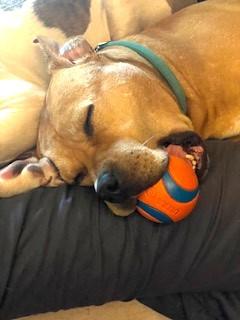 Sunny, Adorable Mae West Kinda Girl Chubby and Loving Comfortable Doggie!