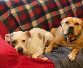 Sunny, Adorable Mae West Kinda Girl Chubby and Loving Comfortable Doggie!
