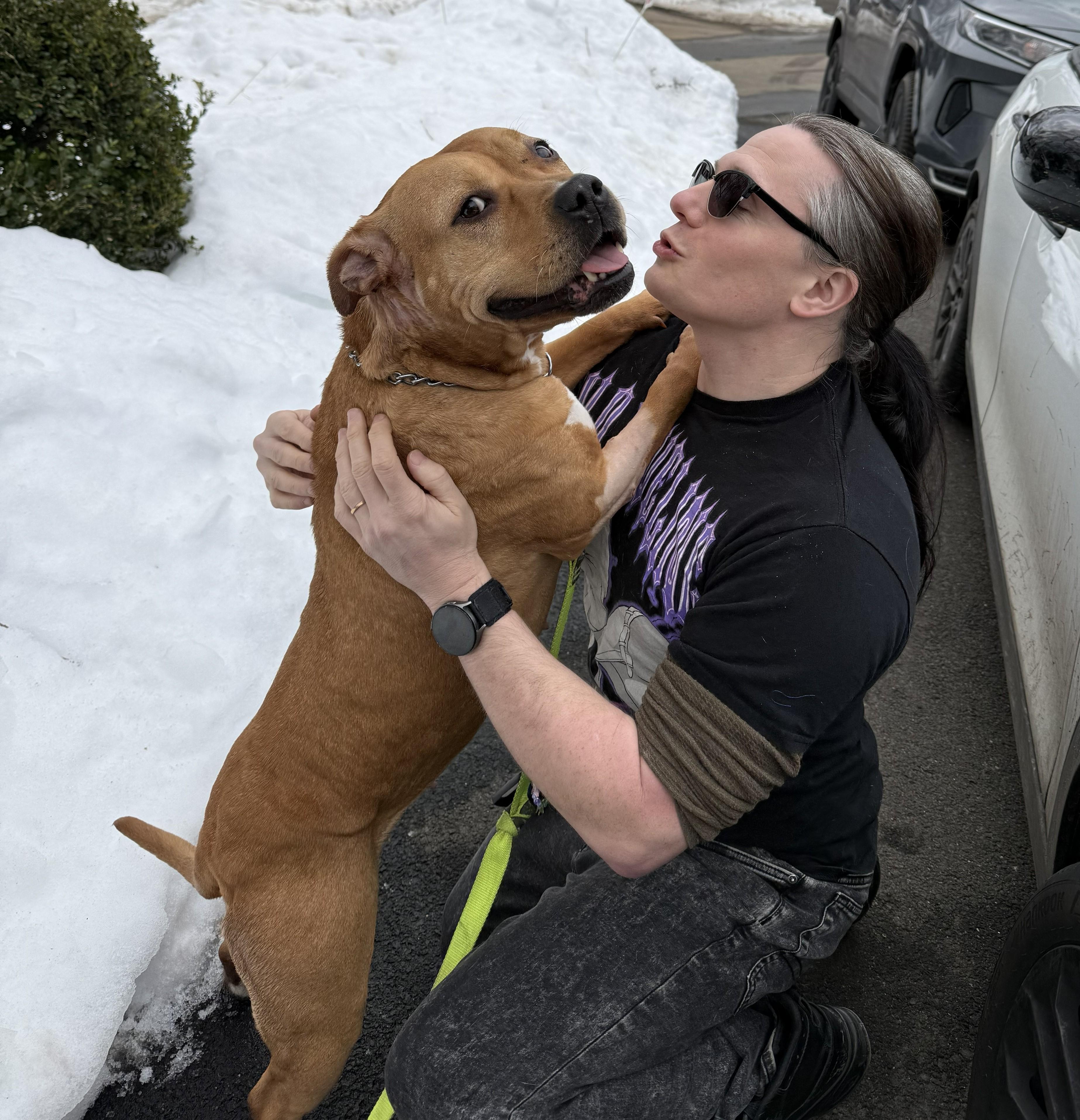 Enlarge Sunny, Adorable  Comfortable Doggie! Fostering in Norwalk!, a Adoptable mixed breed in Danbury, CT image 6/6