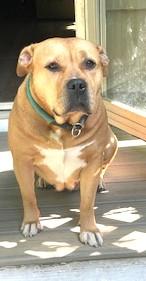 Sunny, Adorable Mae West Kinda Girl Chubby and Loving Comfortable Doggie!