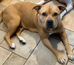 Sunny, Adorable  Comfortable Doggie! Fostering in Norwalk!