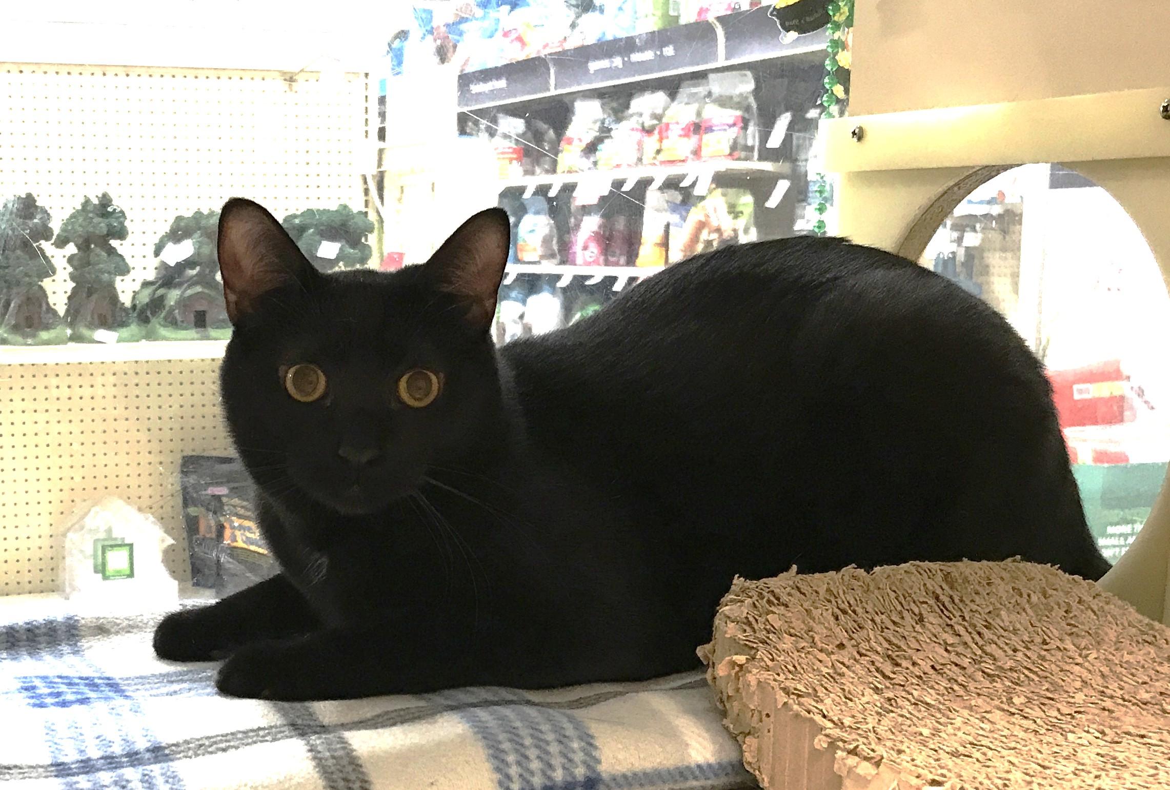 Mack, adopted, Adult Male Domestic Short Hair.