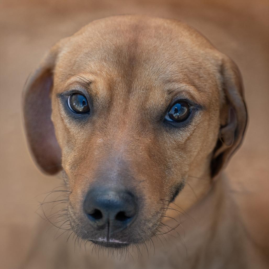 Hanz, Adoptable, Adult Male Dachshund.