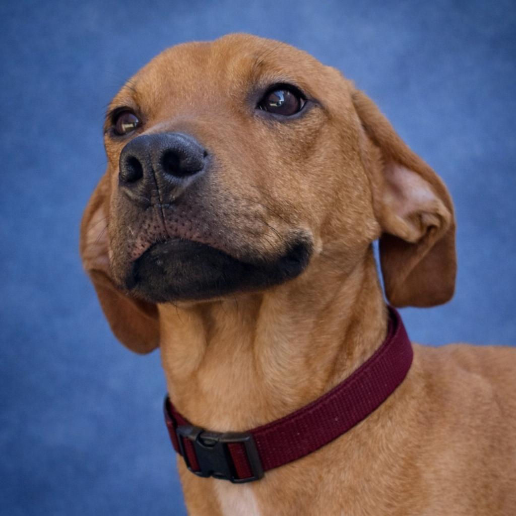 Enlarge Hanz, a Adoptable mixed breed in Wimberley, TX image 2/6