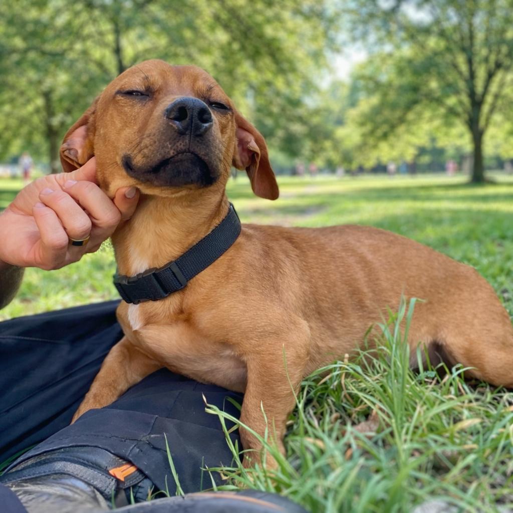 Enlarge Hanz, a Adoptable mixed breed in Wimberley, TX image 3/6