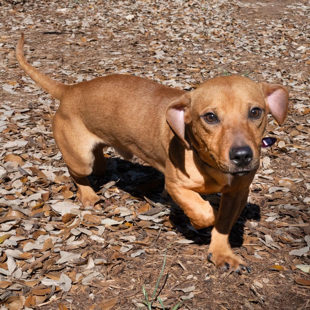 Enlarge Hanz, a Adoptable mixed breed in Wimberley, TX image 4/6