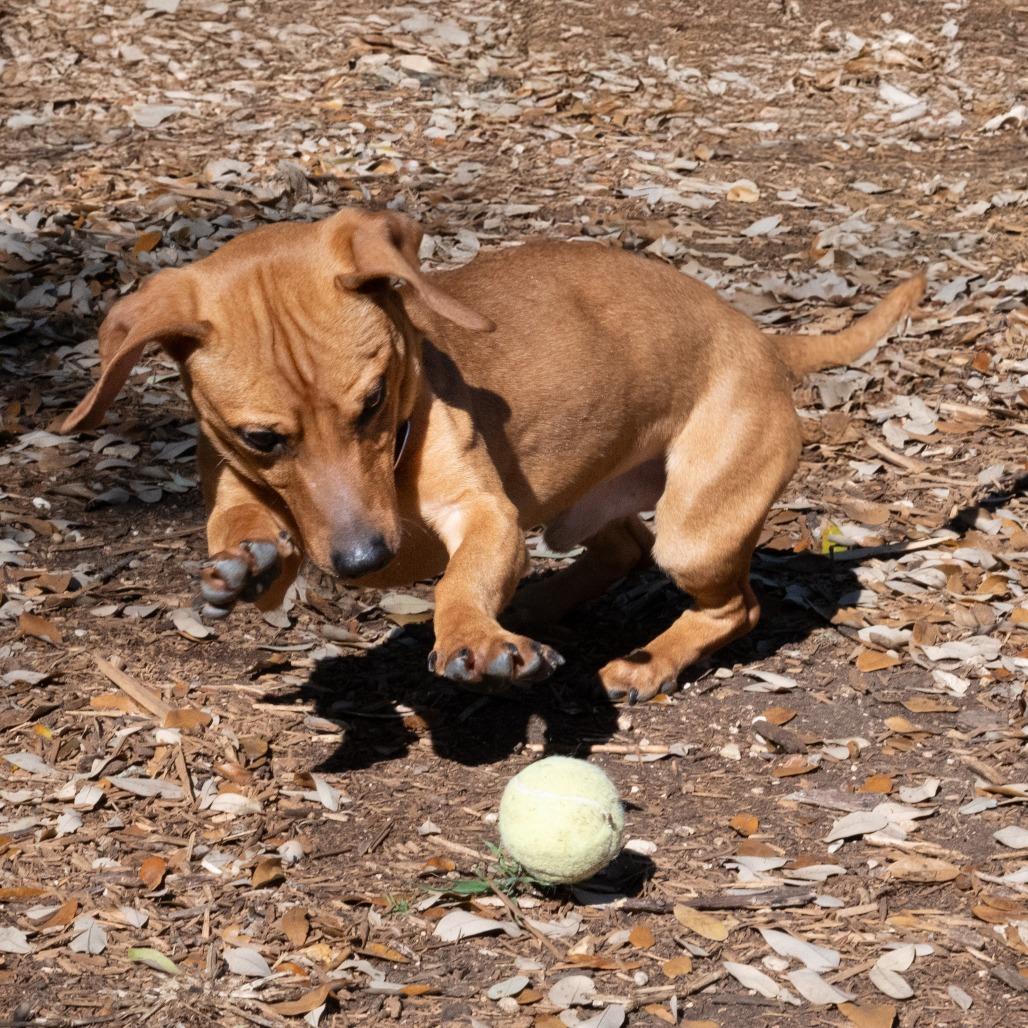 Enlarge Hanz, a Adoptable mixed breed in Wimberley, TX image 5/6