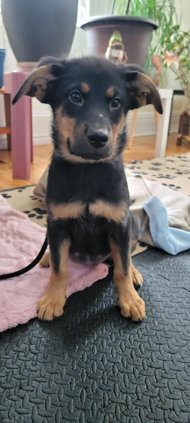 Enlarge Bellatrix, a ADOPTABLE mixed breed in Woodstock, ON image 2/5