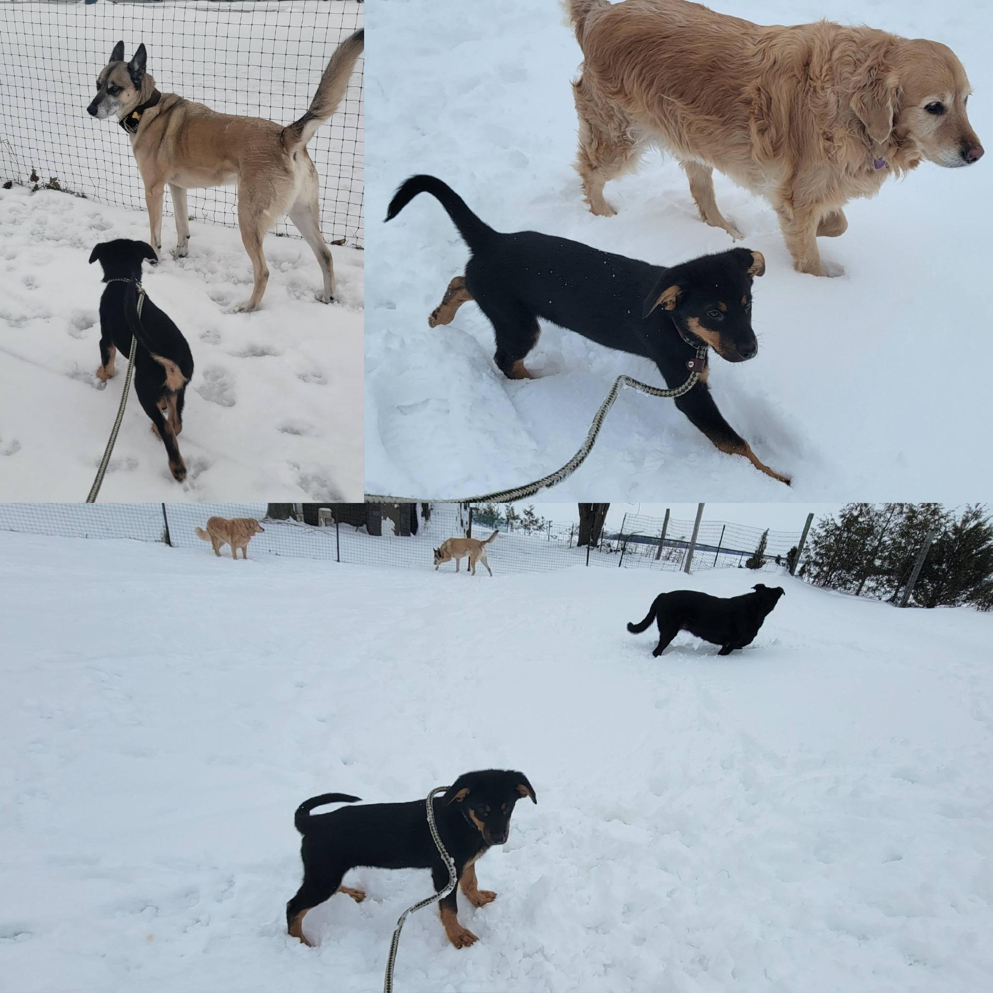 Enlarge Bellatrix, a ADOPTABLE mixed breed in Woodstock, ON image 5/5