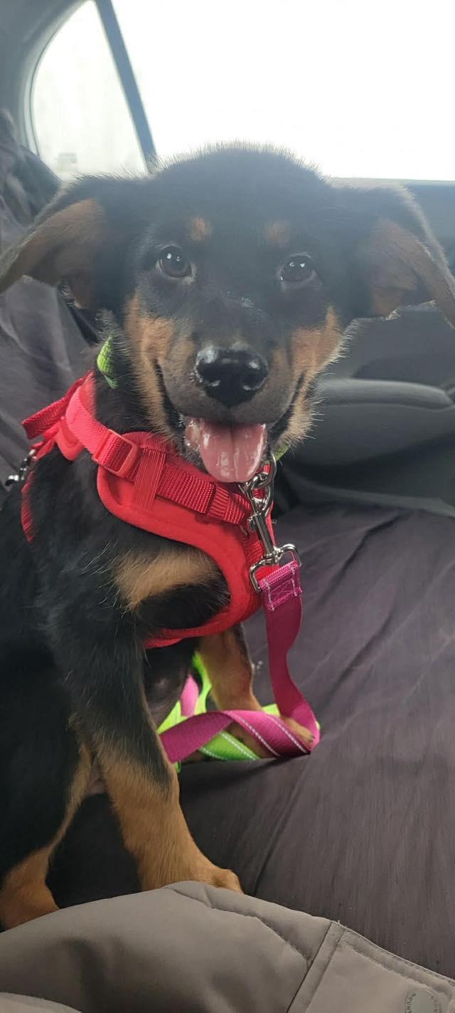 Enlarge Bellatrix, a ADOPTABLE mixed breed in Woodstock, ON image 3/5