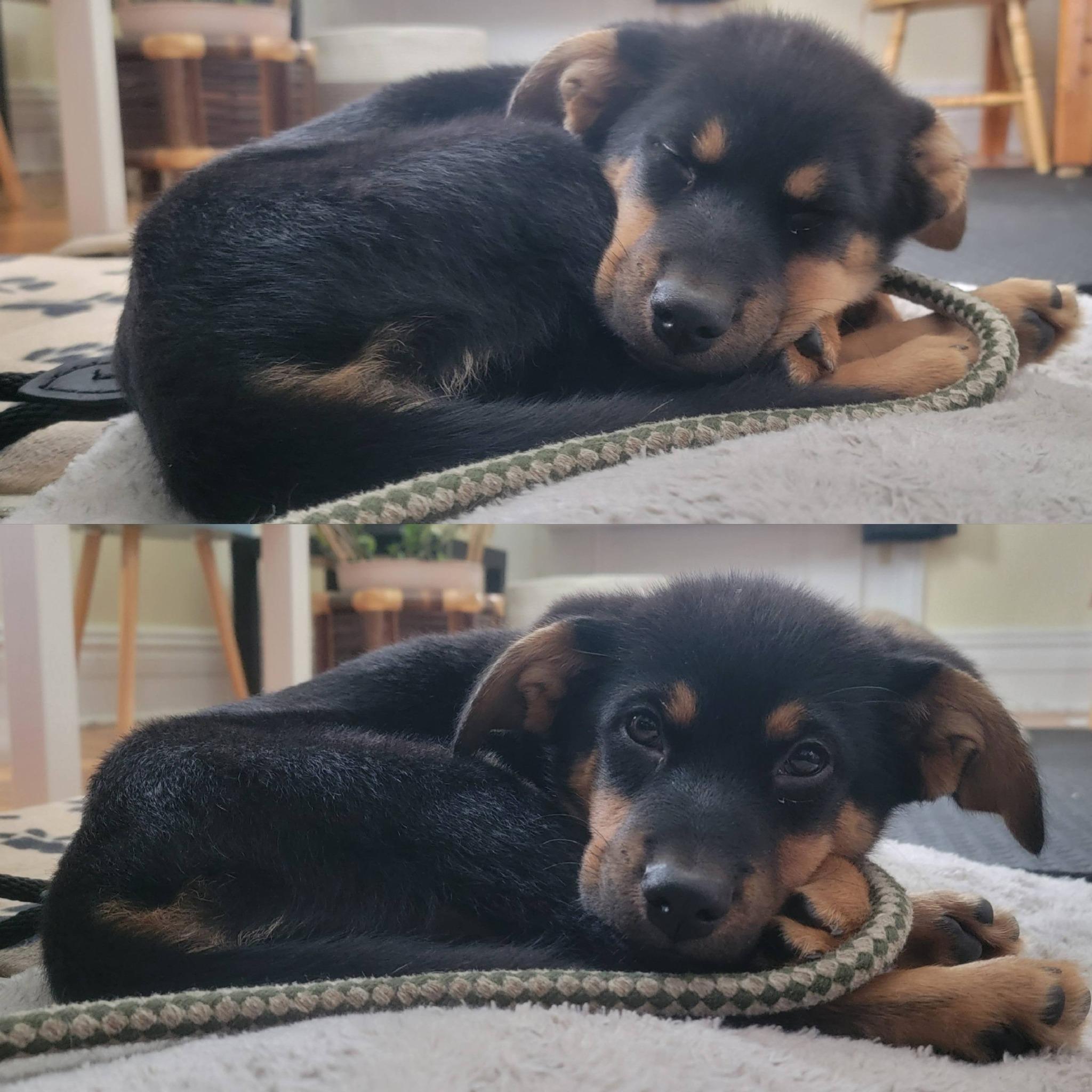 Enlarge Bellatrix, a ADOPTABLE mixed breed in Woodstock, ON image 4/5