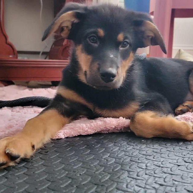 Bellatrix, ADOPTABLE, Young Female Shepherd.