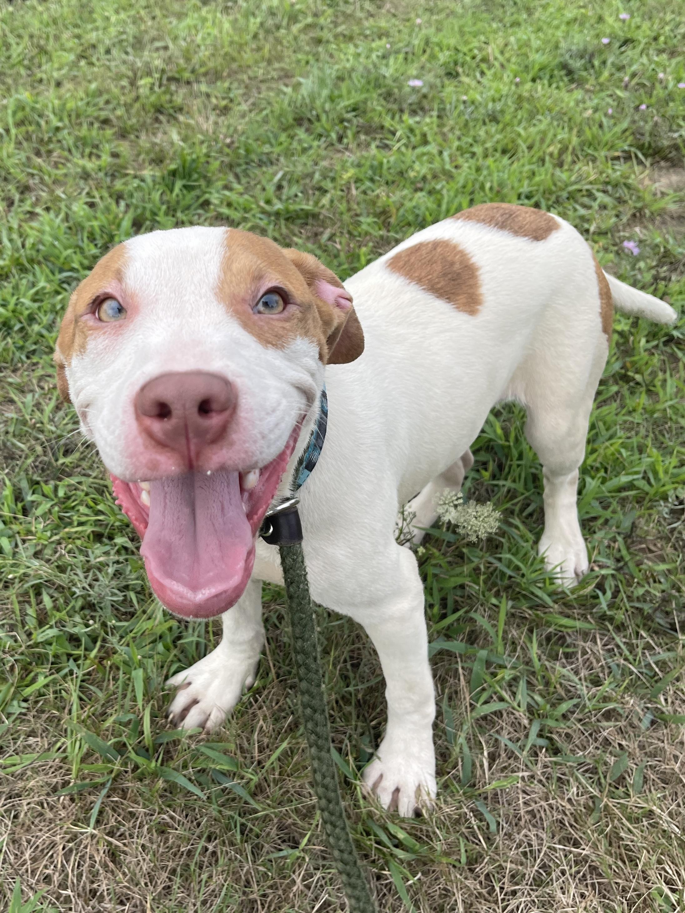 Curtis, an adopted Mixed Breed in Allegan, MI image 4/4