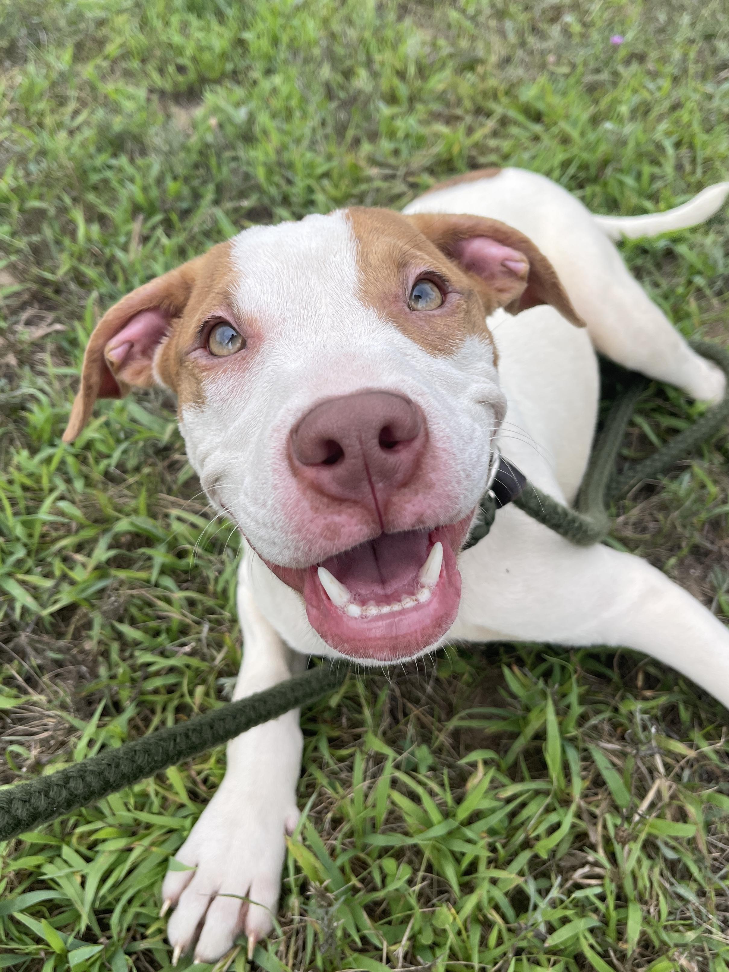 Curtis, an adopted Mixed Breed in Allegan, MI image 3/4