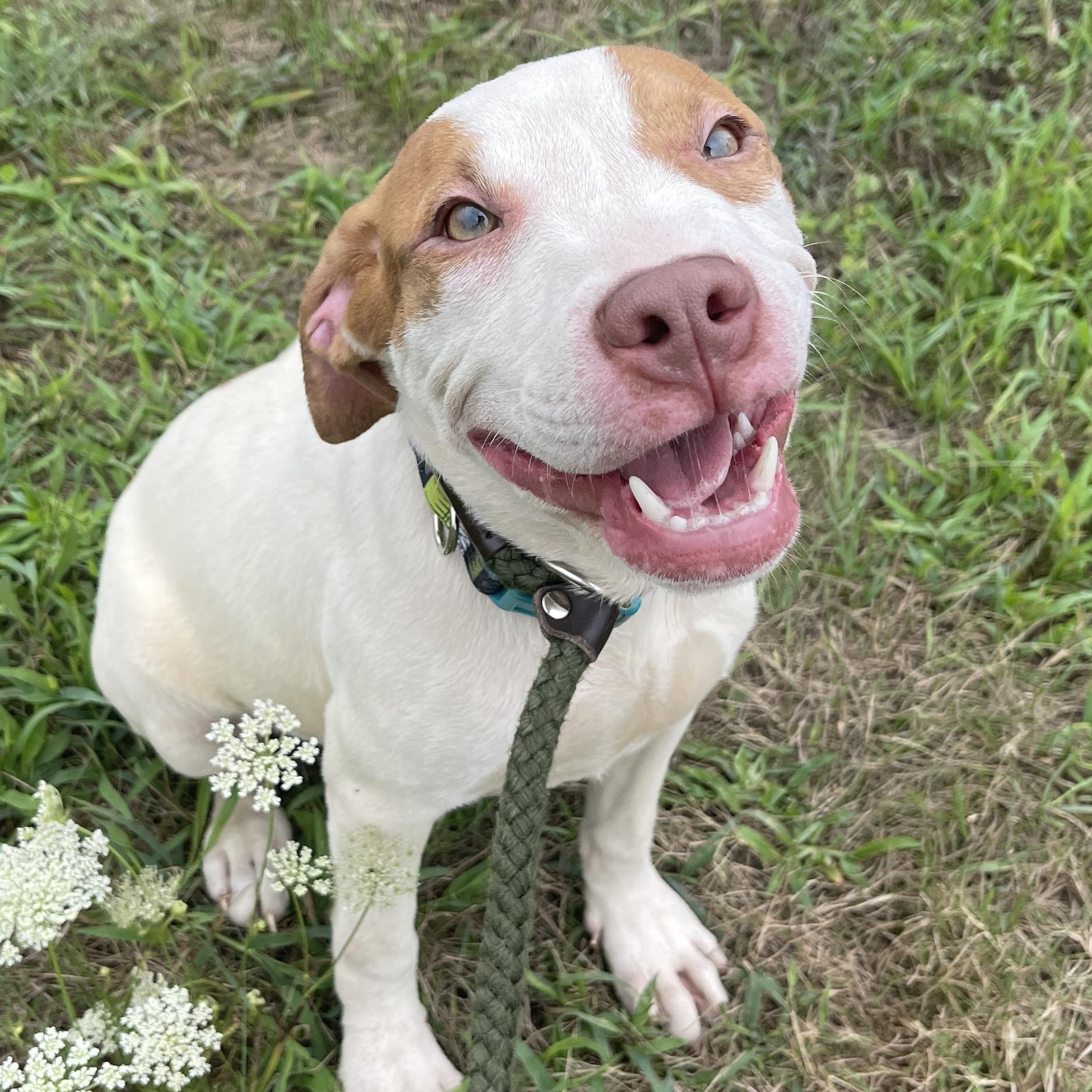 Curtis, an adopted Mixed Breed in Allegan, MI image 2/4