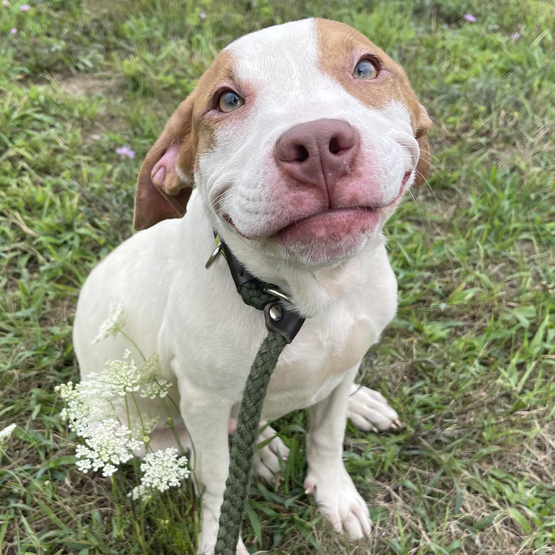 Curtis, adopted, Young Male Mixed Breed.