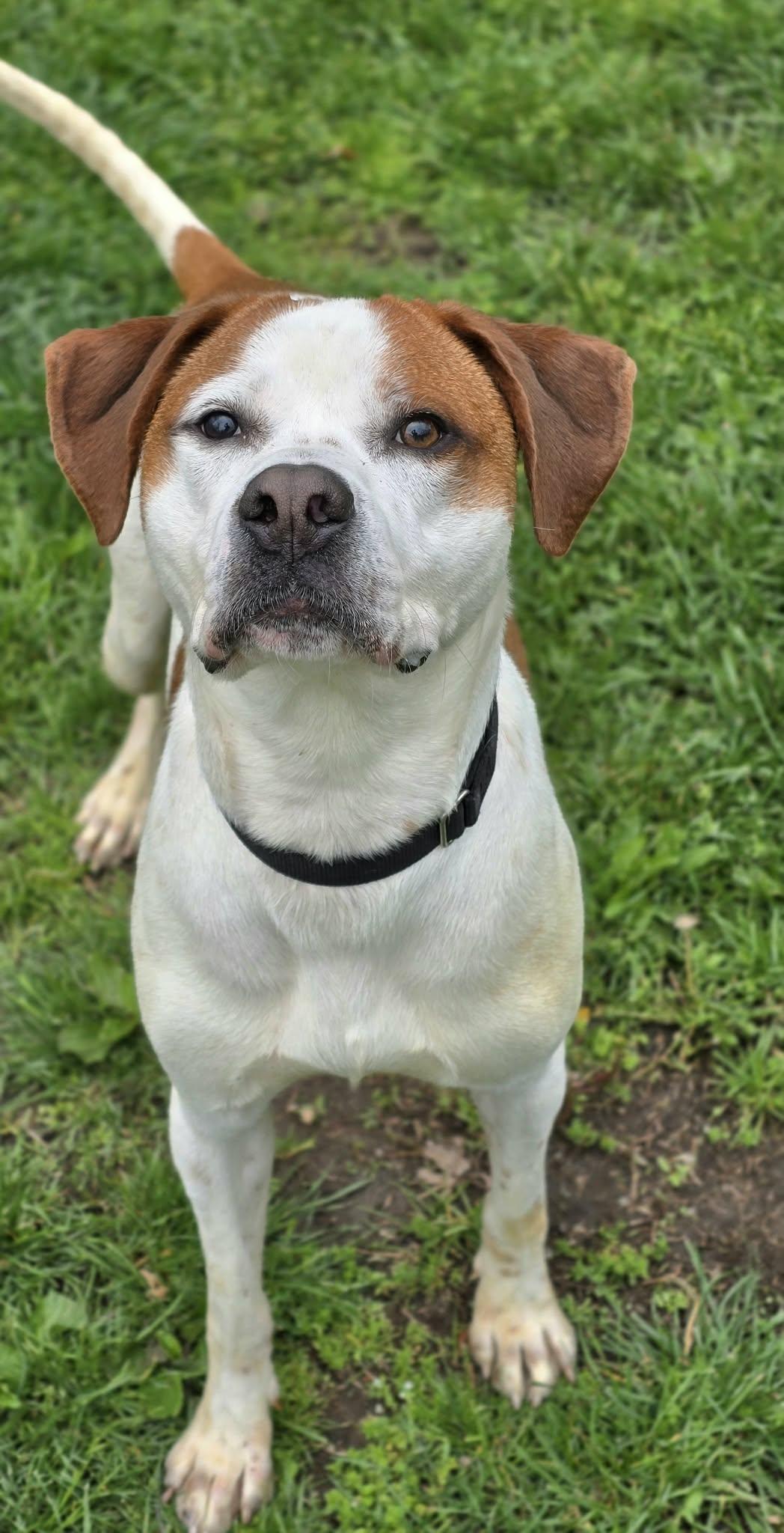 Enlarge Spot, a ADOPTABLE mixed breed in New Castle, PA image 3/5