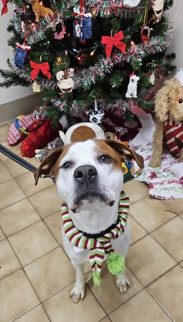 Enlarge Spot, a ADOPTABLE mixed breed in New Castle, PA image 3/3