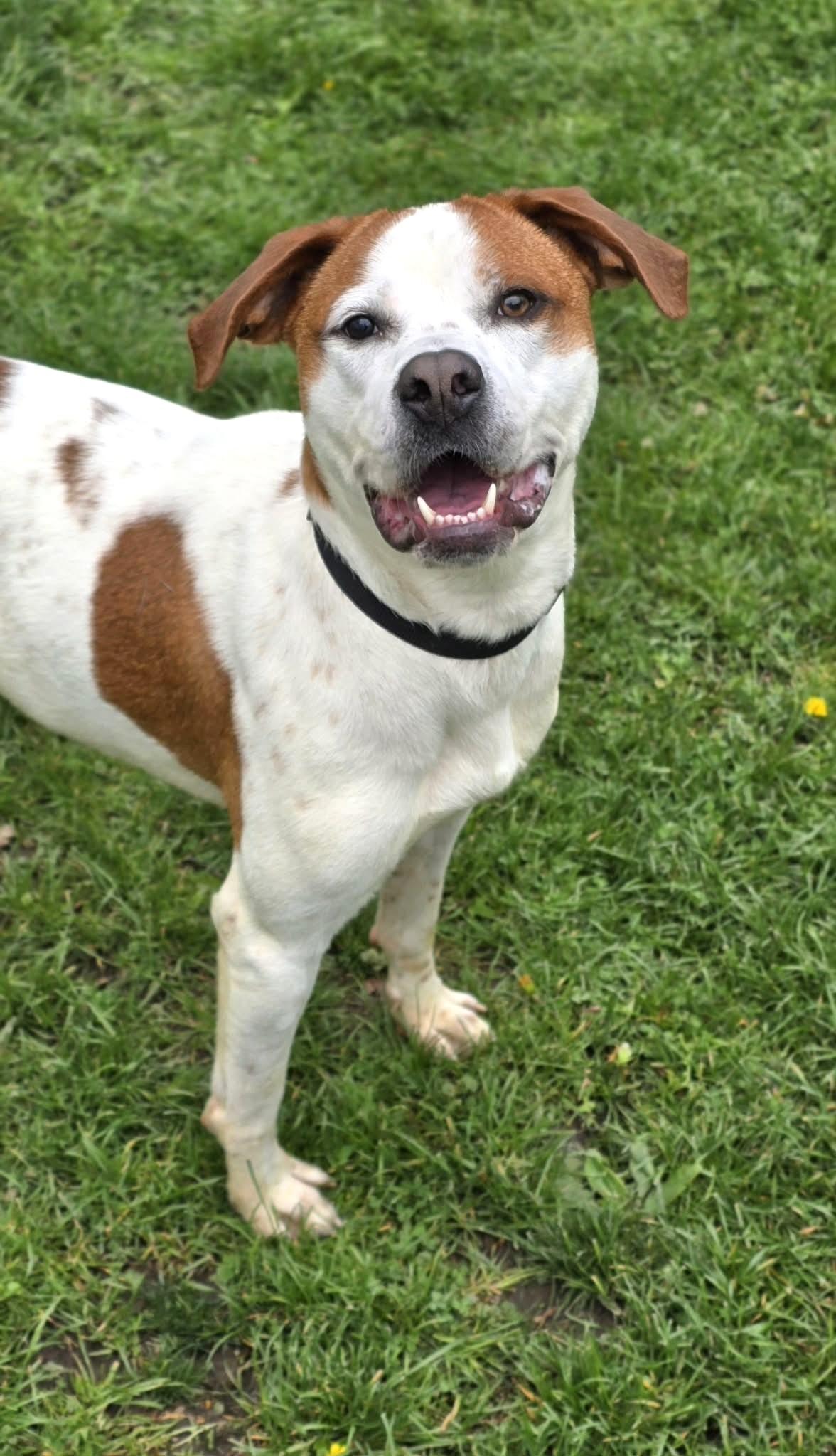 Enlarge Spot, a ADOPTABLE mixed breed in New Castle, PA image 1/5