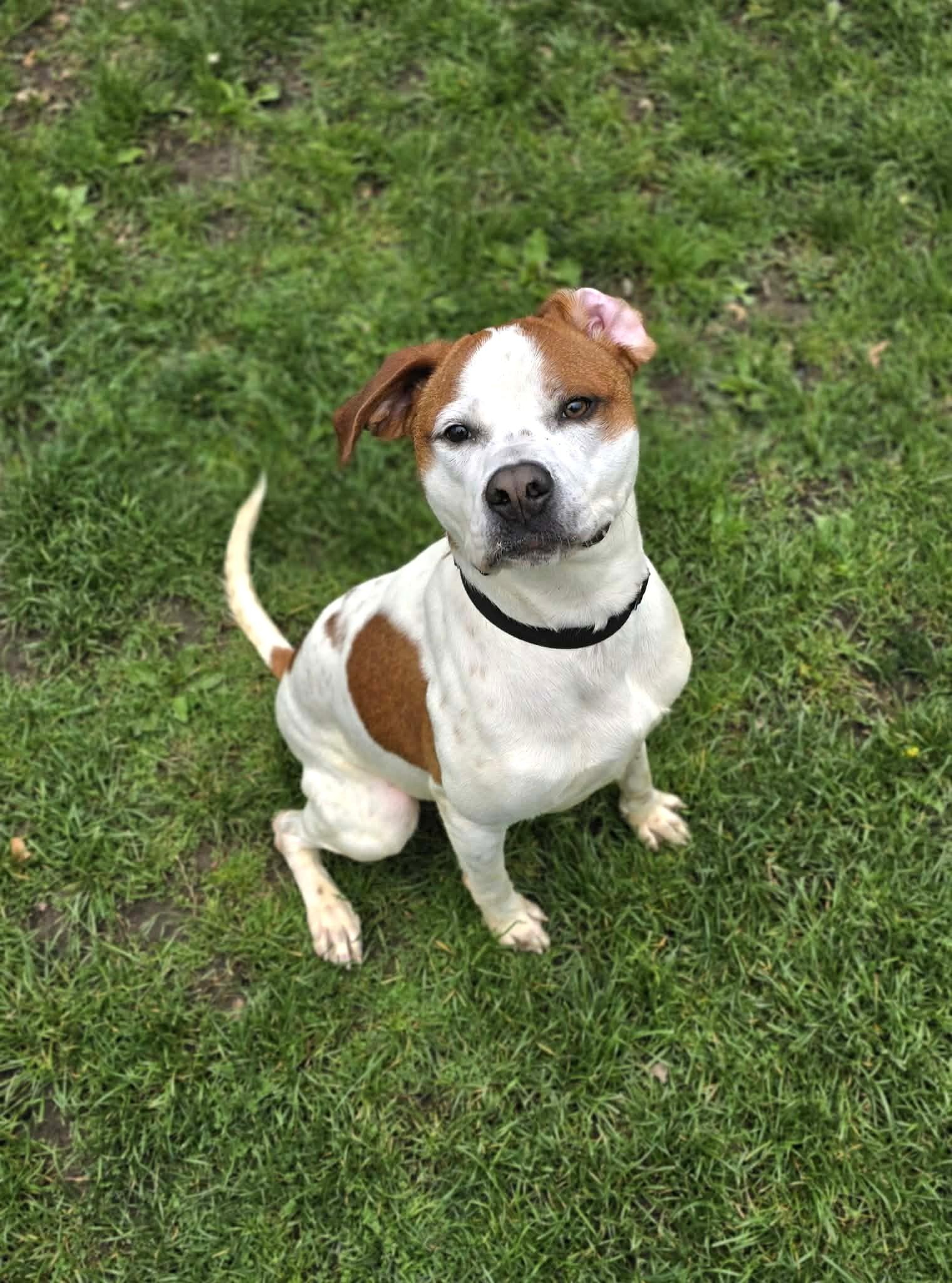 Enlarge Spot, a ADOPTABLE mixed breed in New Castle, PA image 2/5