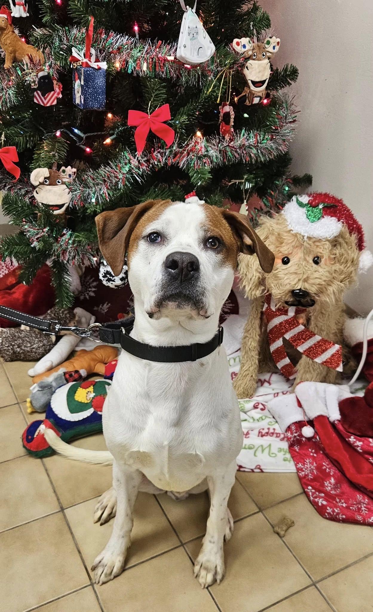 Enlarge Spot, a ADOPTABLE mixed breed in New Castle, PA image 1/3