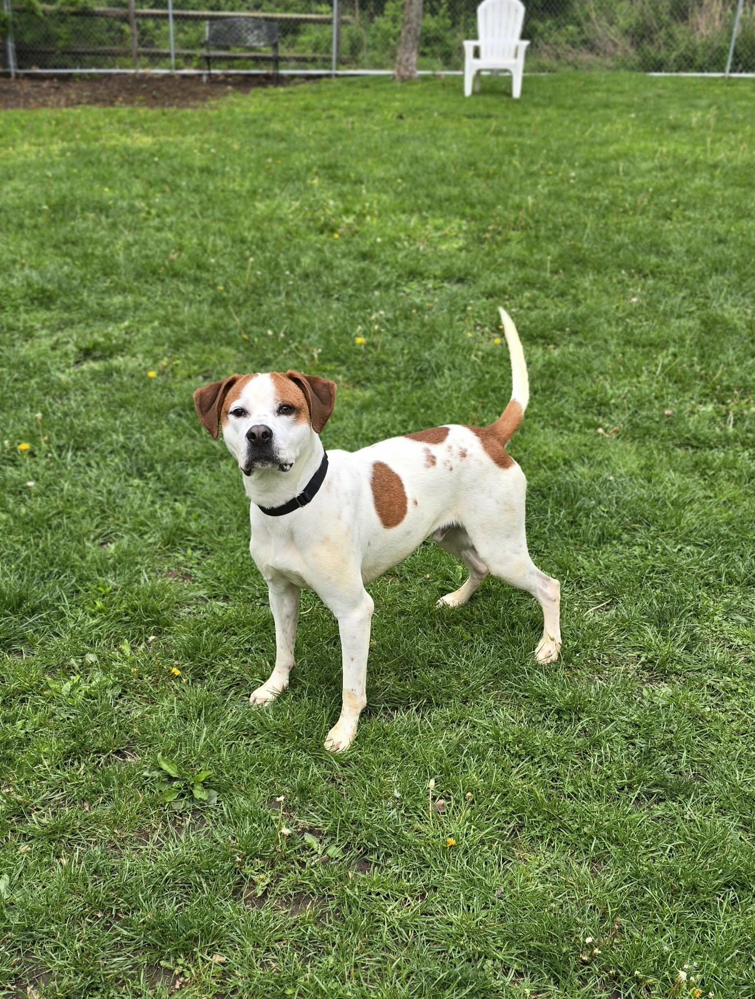 Enlarge Spot, a ADOPTABLE mixed breed in New Castle, PA image 4/5