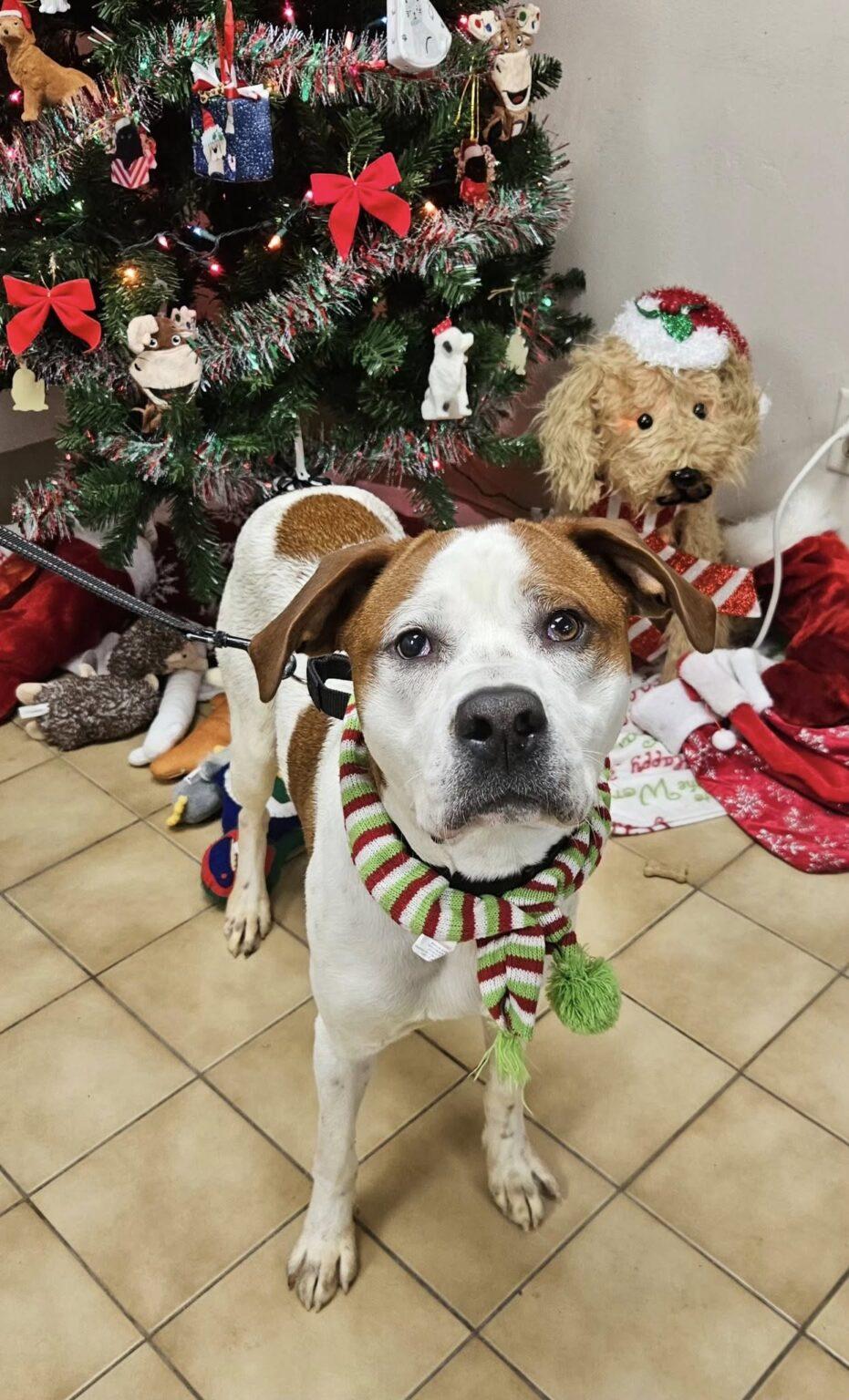 Enlarge Spot, a ADOPTABLE mixed breed in New Castle, PA image 2/3