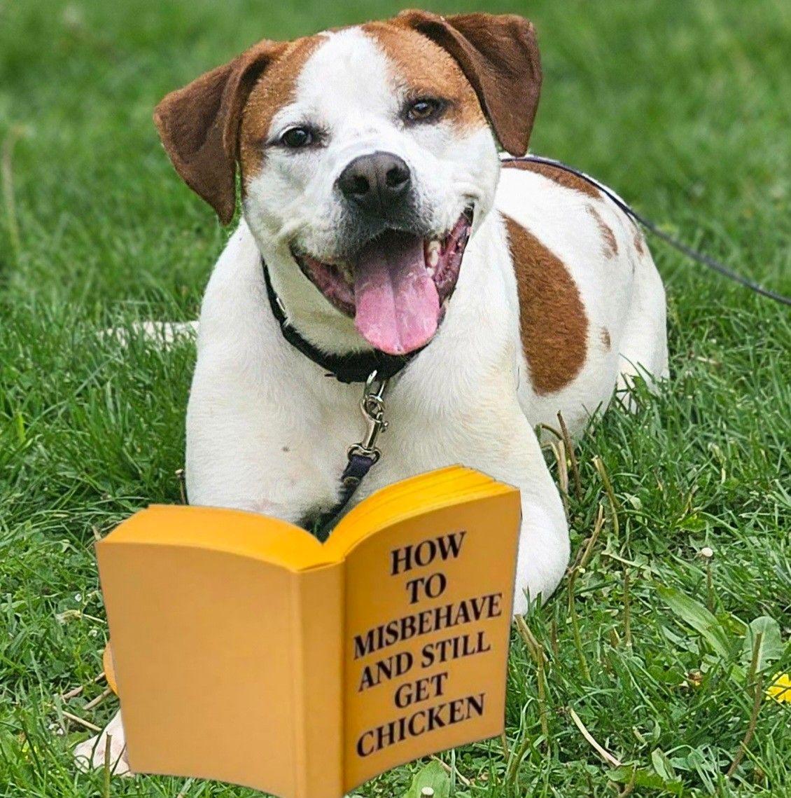 Enlarge Spot, a ADOPTABLE mixed breed in New Castle, PA image 5/5