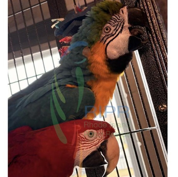 Troy+JJ, ADOPTABLE, Adult Unknown Macaw.