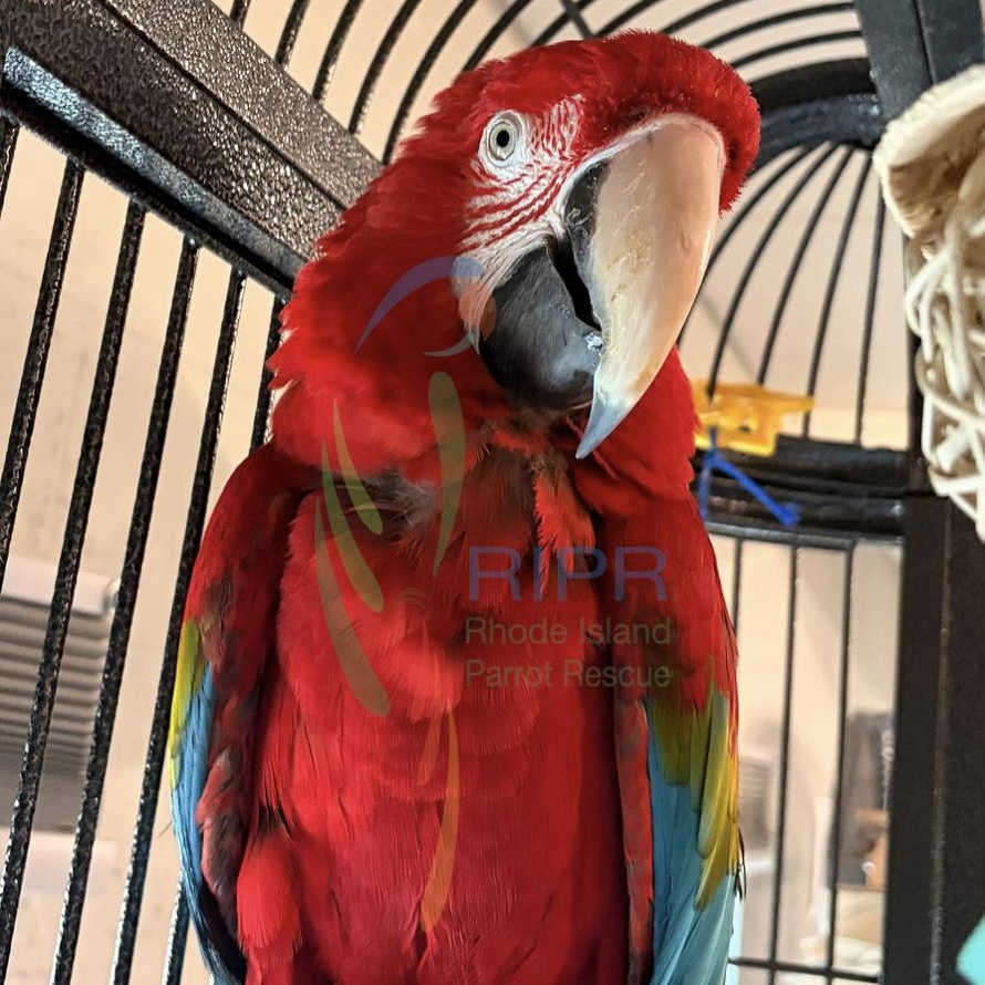Enlarge Troy+JJ, a ADOPTABLE Macaw in Warwick, RI image 3/3
