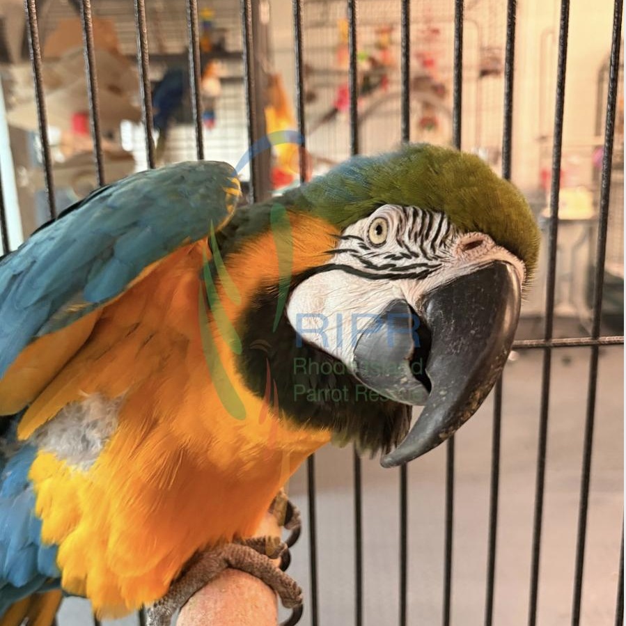 Enlarge Troy+JJ, a ADOPTABLE Macaw in Warwick, RI image 2/3