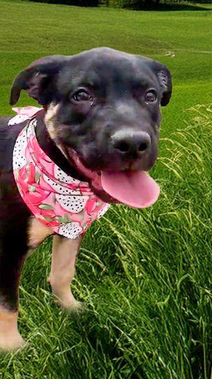 Jasper, Baby Male Black Mouth Cur