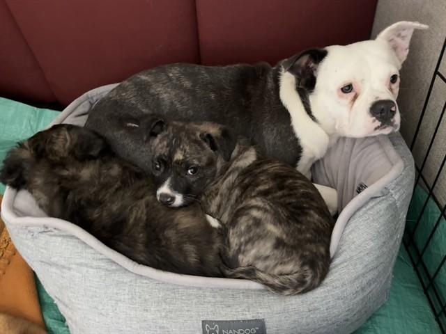 SUZIE, Adoptable, Adult Female Pit Bull Terrier.