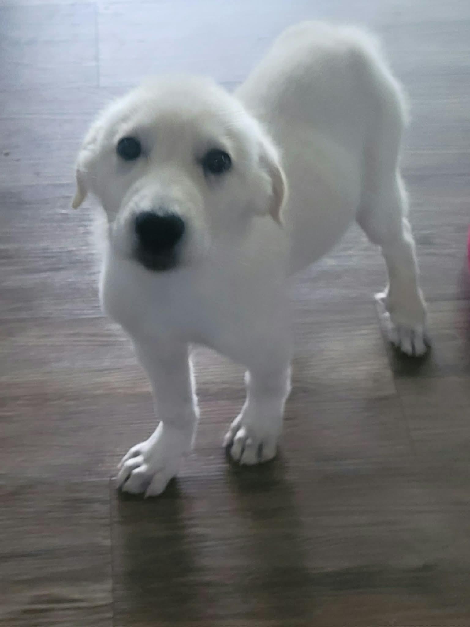 Ella Mae, a ADOPTABLE mixed breed in Wilmington, IL image 3/4